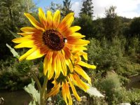 tournesol2.jpg